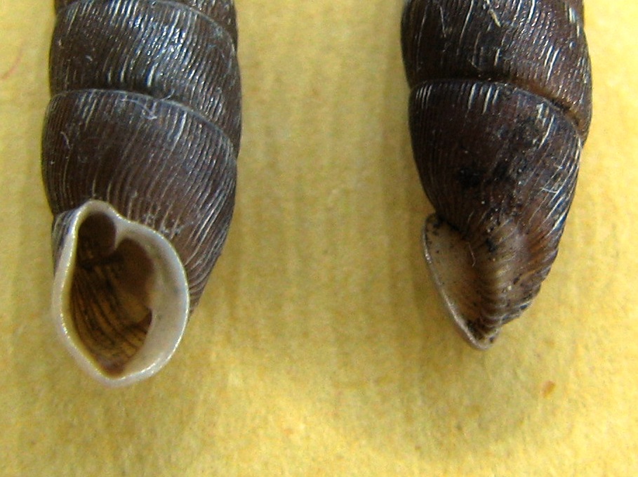 Bulgarica (Denticularia) denticulata (OLIVIER, 1801)